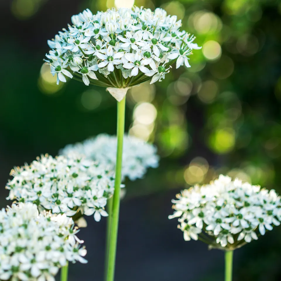 Bakker Bulbes à fleurs Allium Nigrum bulbe blanc sachet 10