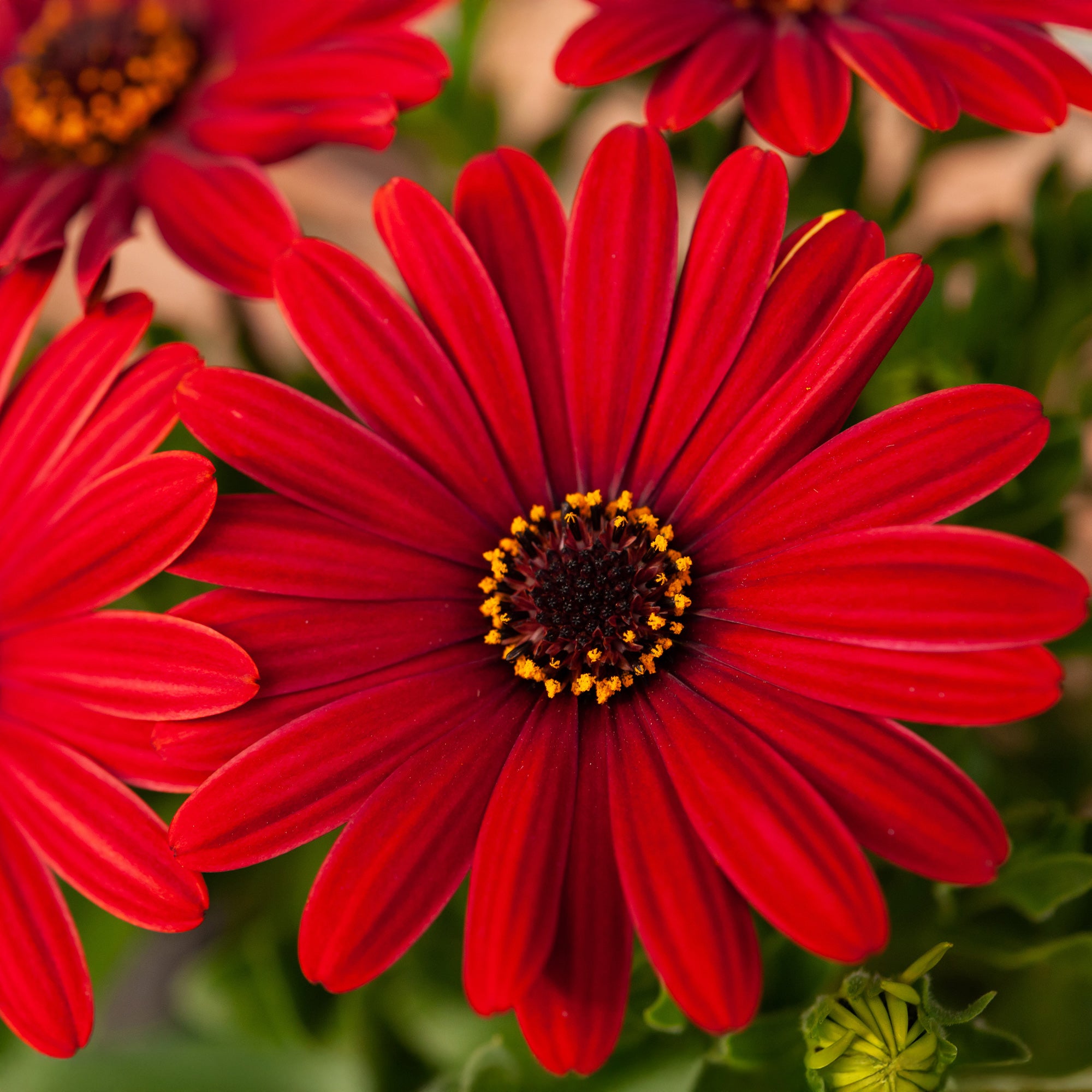 Bakker Marguerite du Cap rouge osteospermum pot 10,5cm