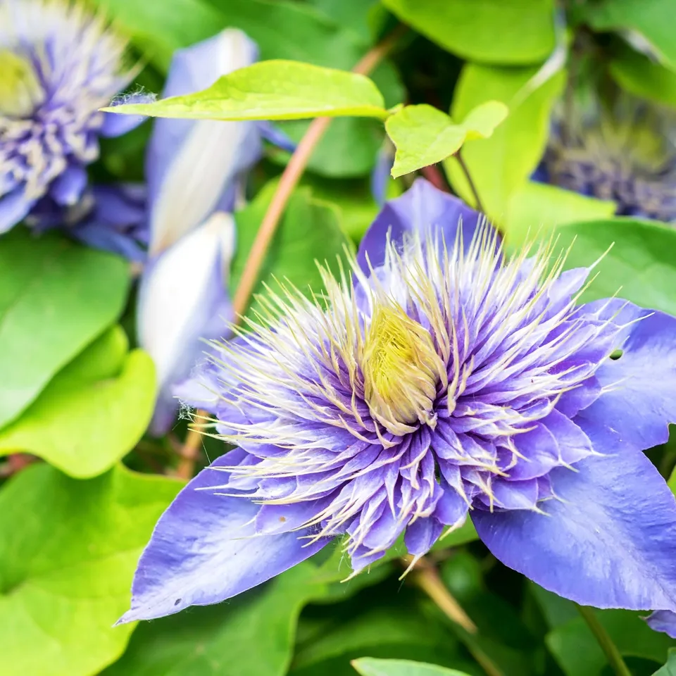 Bakker Multi Blue Clématite grimpante pot 2L fleurs bleues