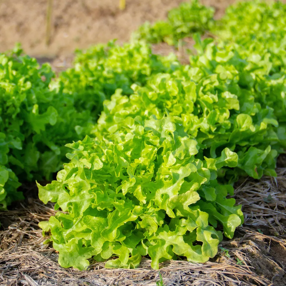 Bakker Potager Laitue Feuille de chêne graines sachet 2g