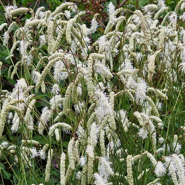 Bakker Pimprenelle blanche Sanguisorbe vivace pot 9cm