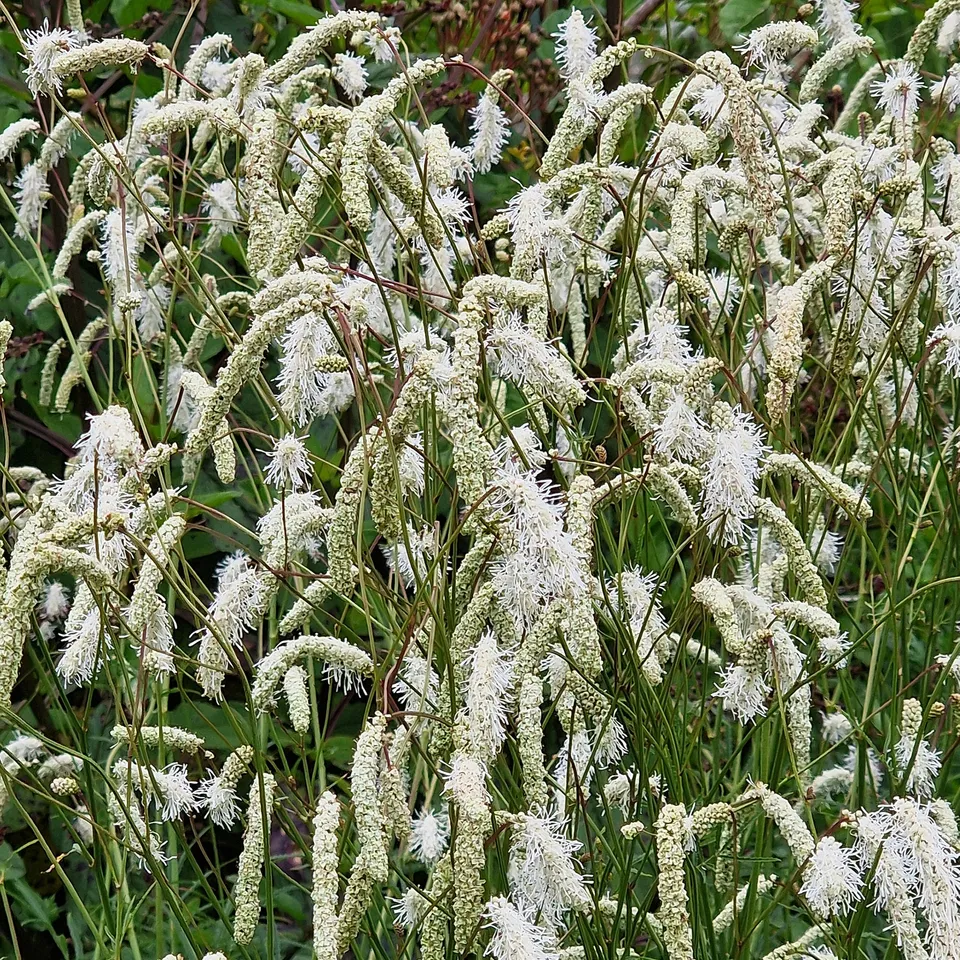 Bakker Pimprenelle blanche Sanguisorbe vivace pot 9cm