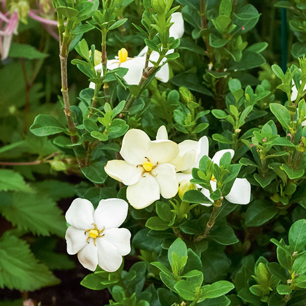 Bakker Kleim's Hardy gardénia pot 2L fleurs blanches parfumées