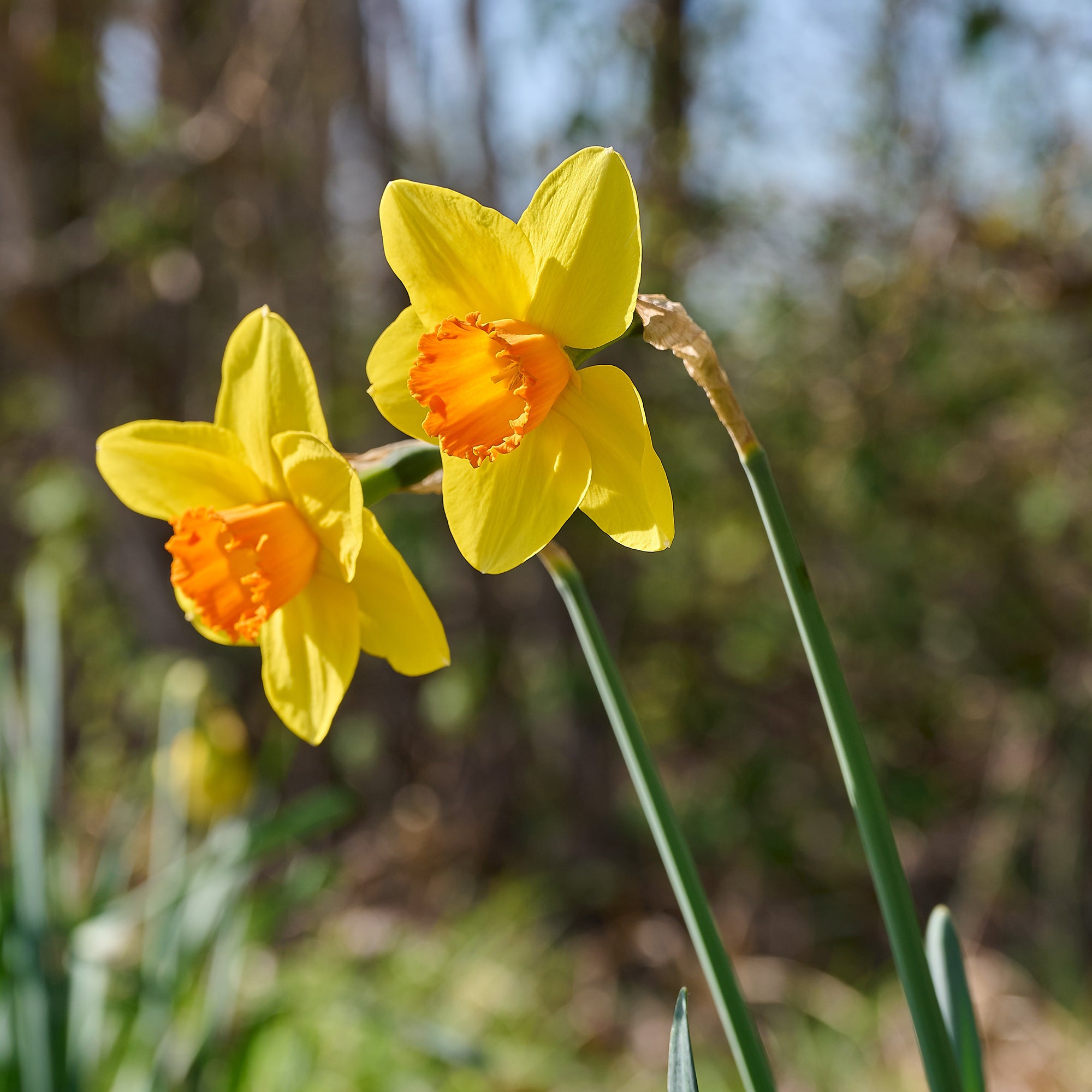 Bakker Fortune narcisses bulbes jaunes lot 10 bulbes