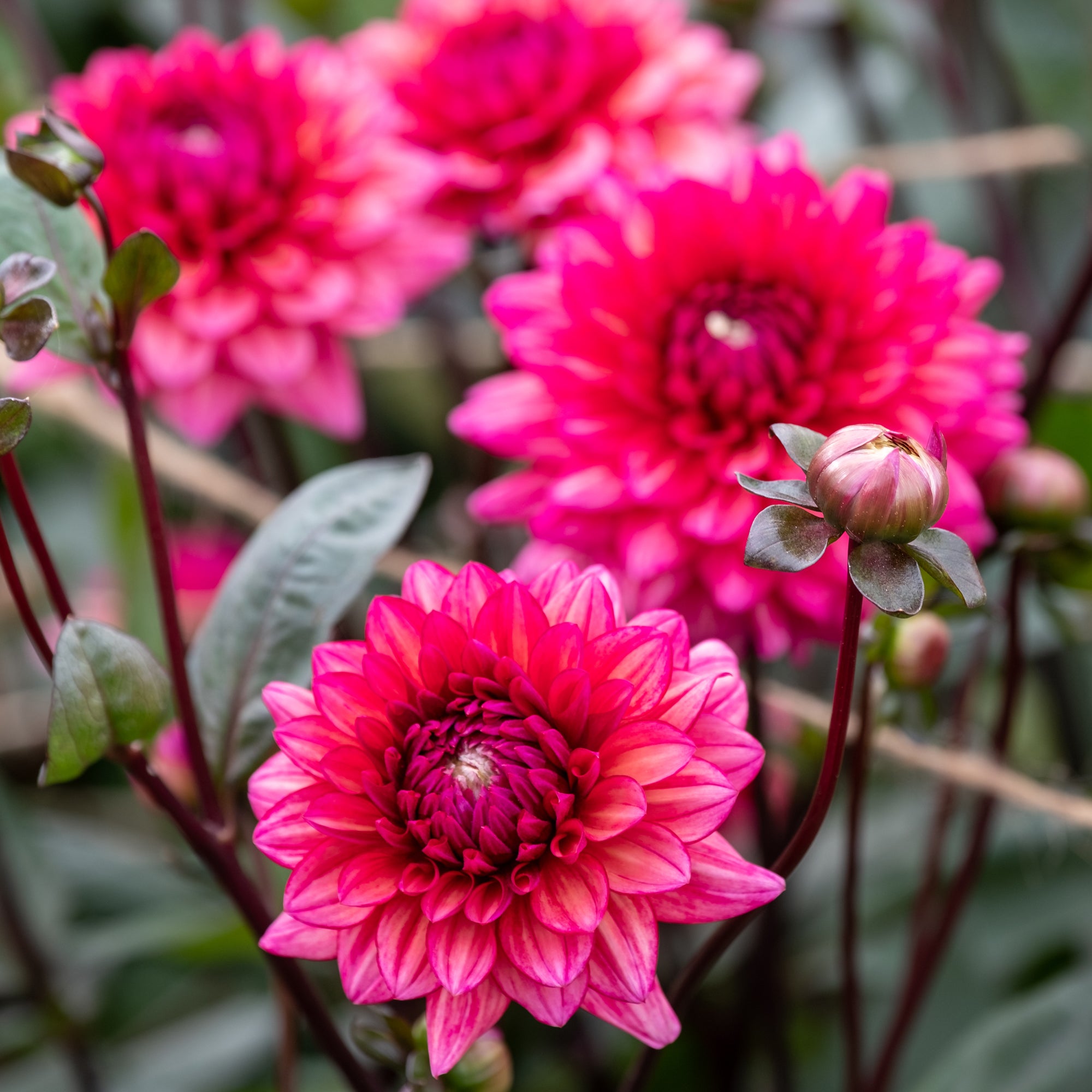Bakker Dahlia Molly Raven bulbes sachet de 3 calibre I soleil