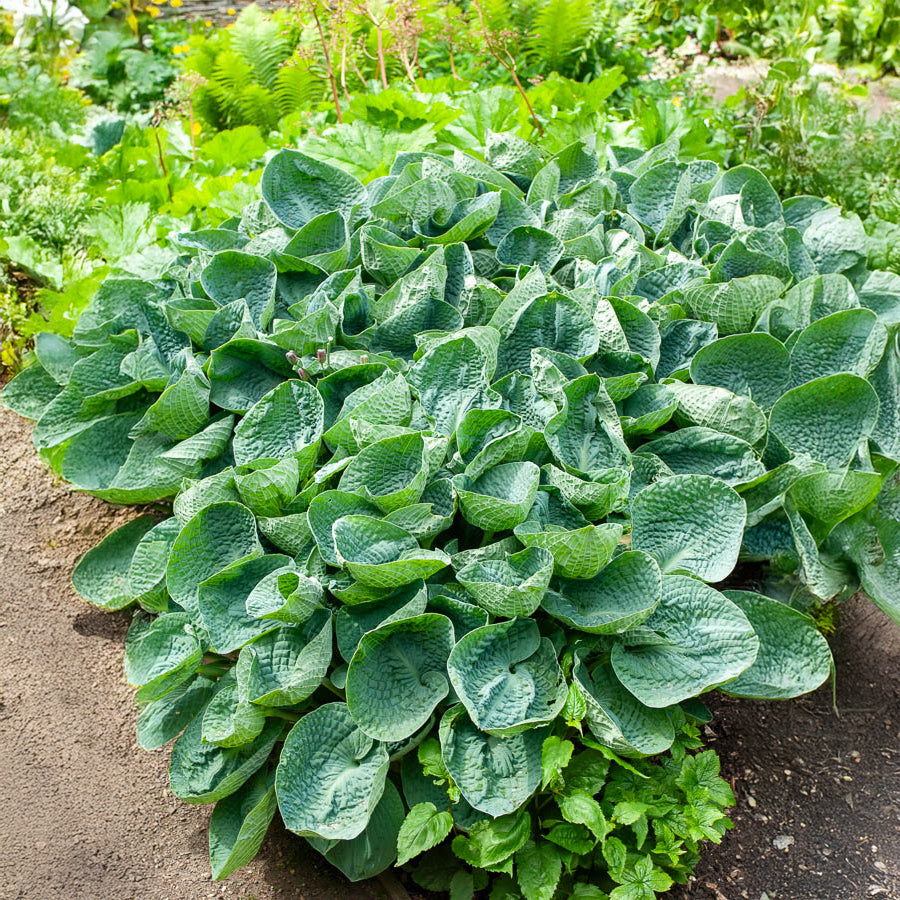 Bakker Big Daddy hosta géant pot 9 cm feuilles bleues