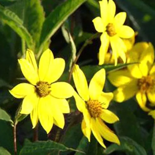 Bakker Tournesol vivace géant jaune pot 8cm