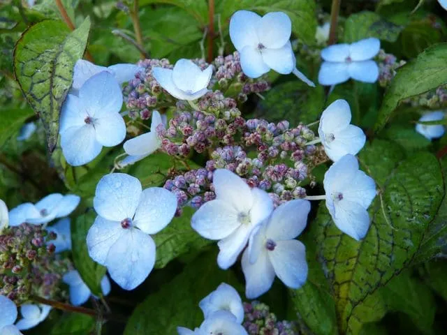 Les Hortensias du Haut Bois Miranda hortensia serrata godet panaché