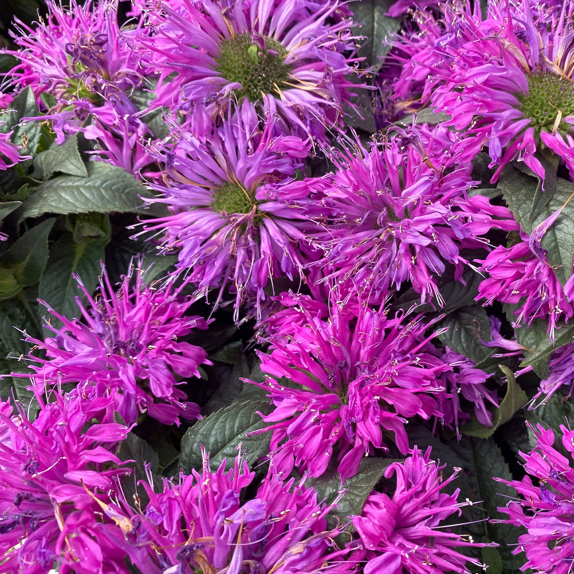 Bakker Monarde Purple Lace vivace pot 9cm violet
