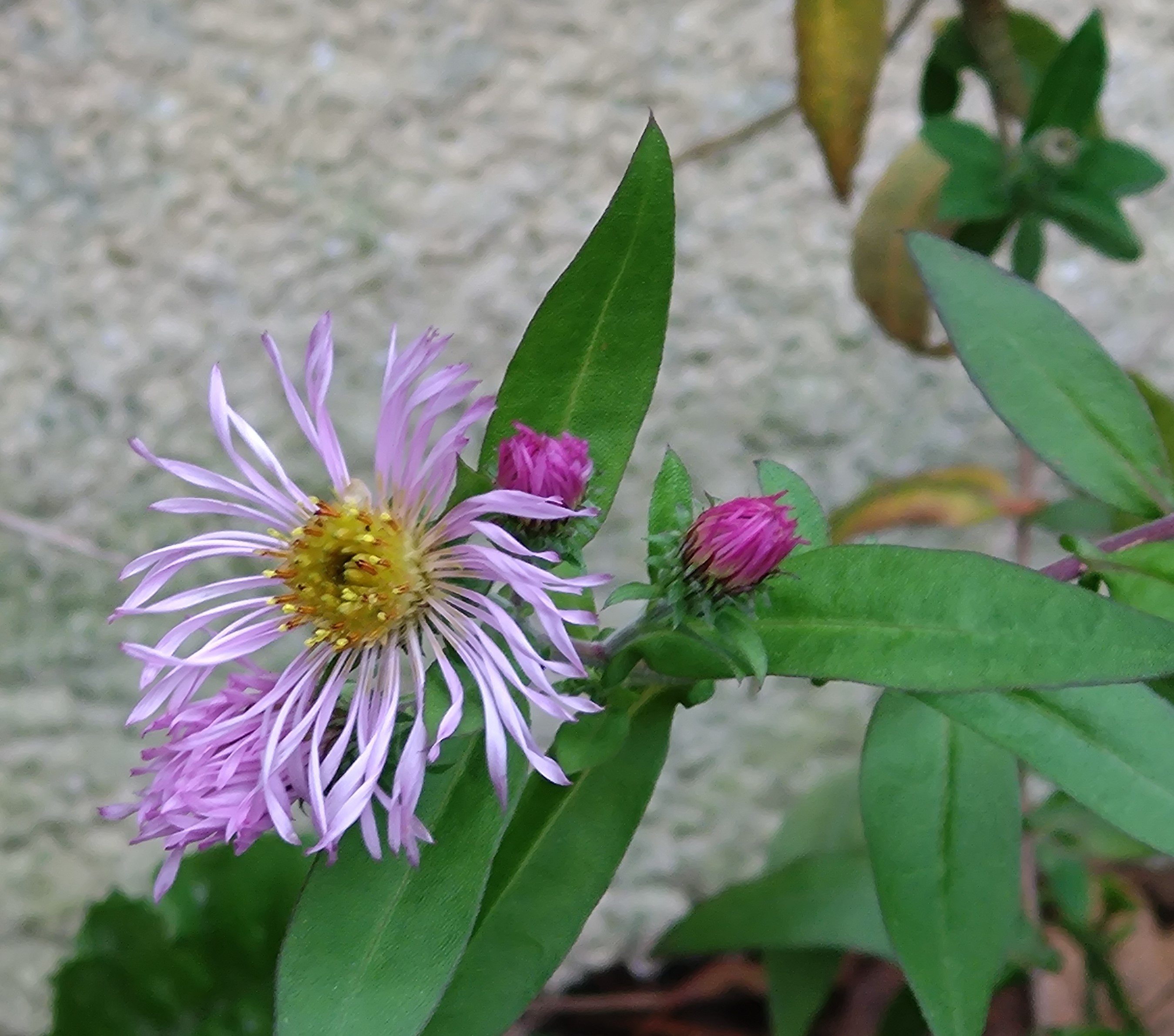 Passion Vivaces Aster carolinianus vivace godet rose hiver