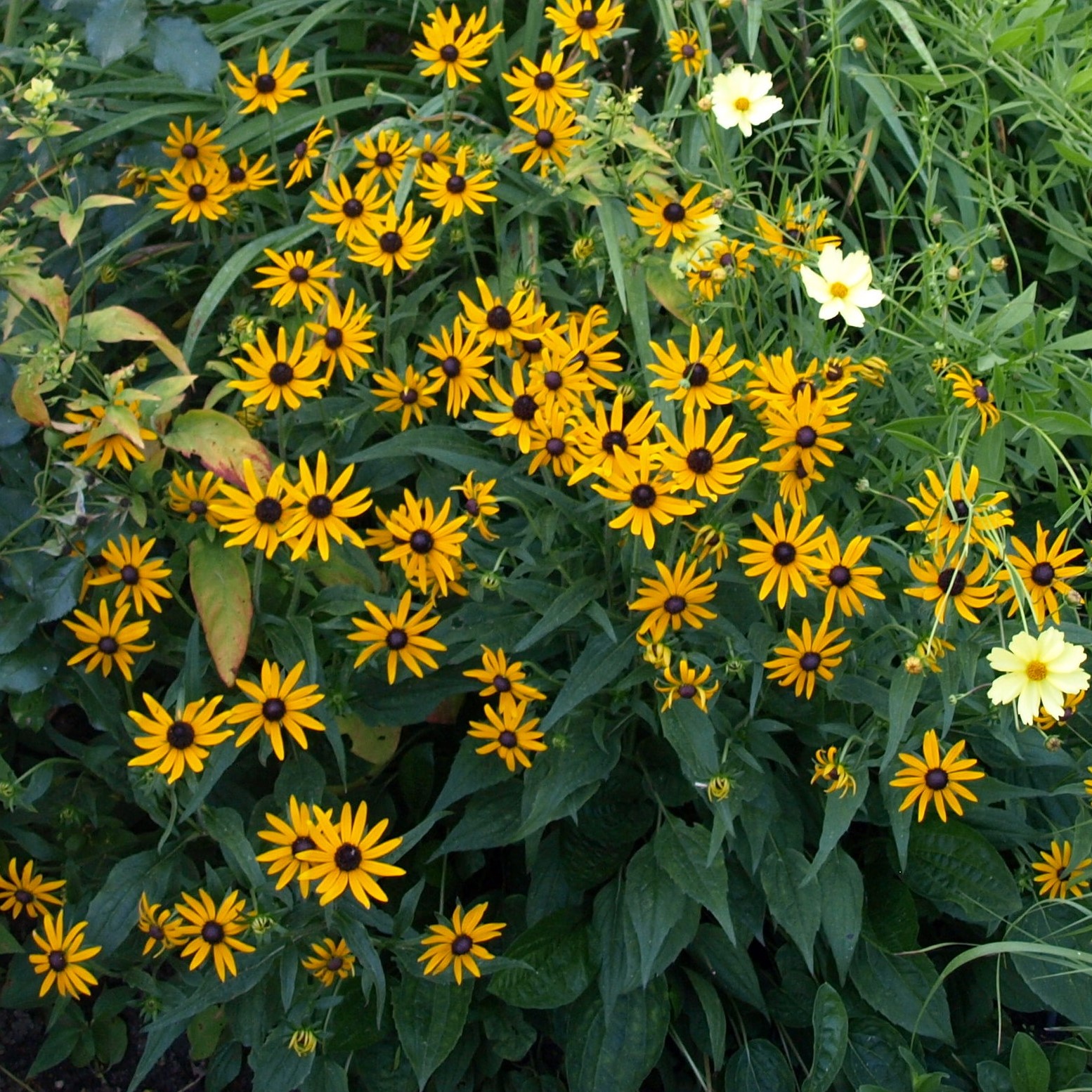 Passion Vivaces Rudbeckia Little Gold Star vivace jaune