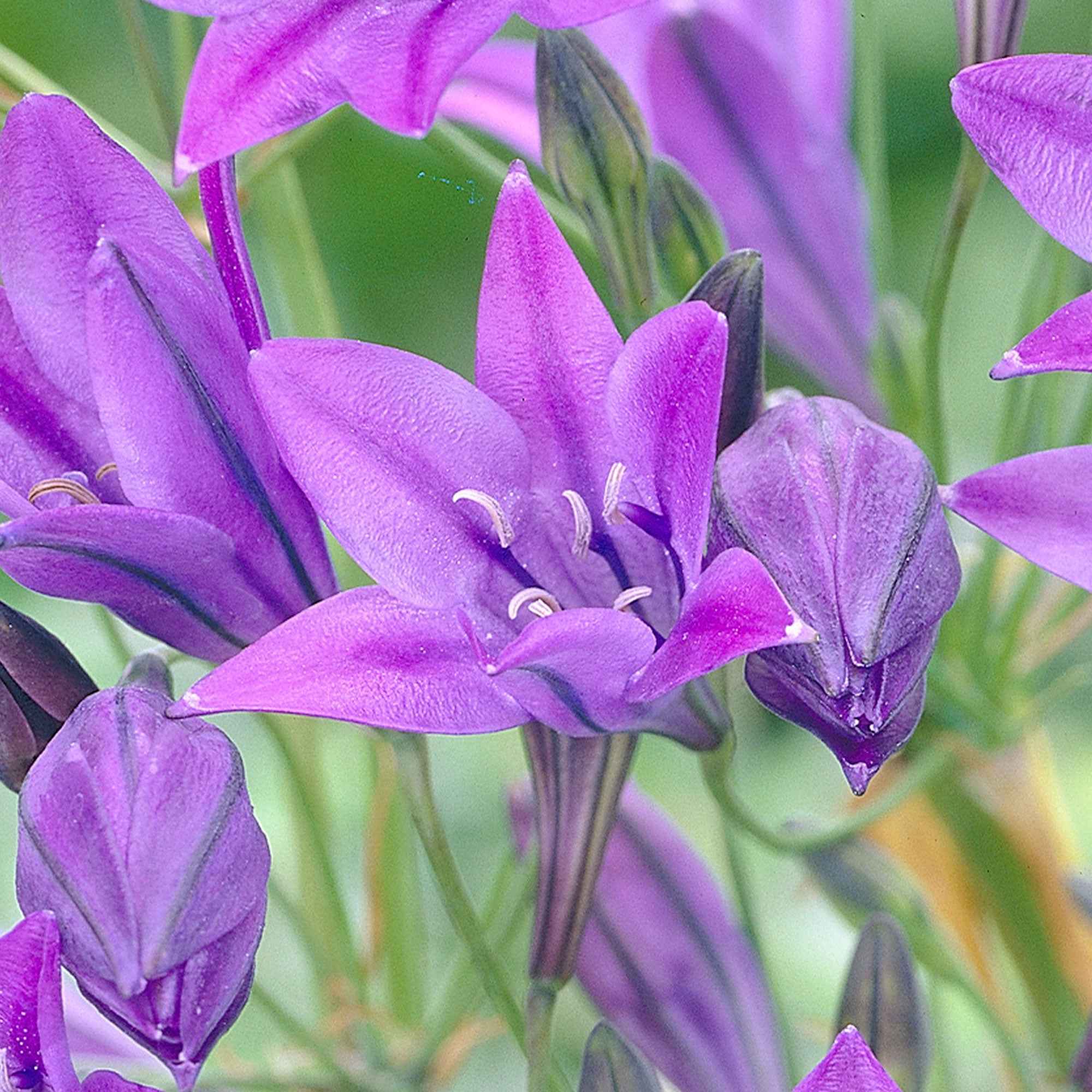 Bakker Triteleia Queen Fabiola bulbes sachet 100 bleu violet été