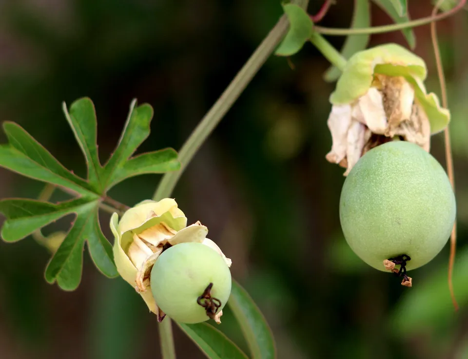Pépinières Ripoche Passiflora incarnata passiflore fruit passion
