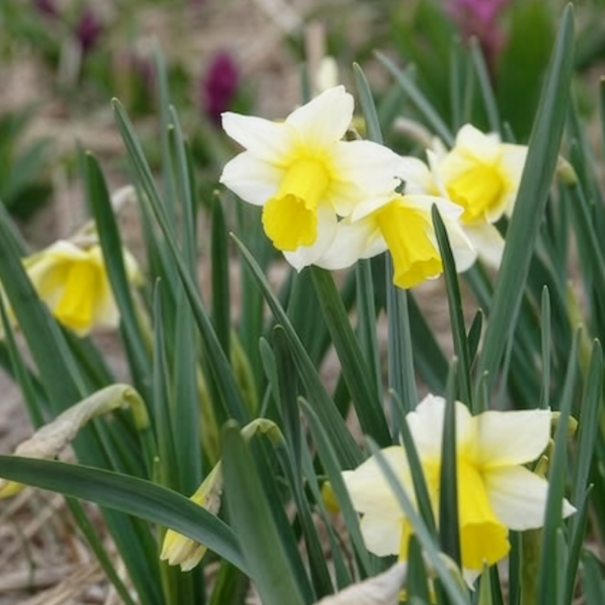 Bakker Narcisses Golden Echo bulbes 7 pièces blanc jaune