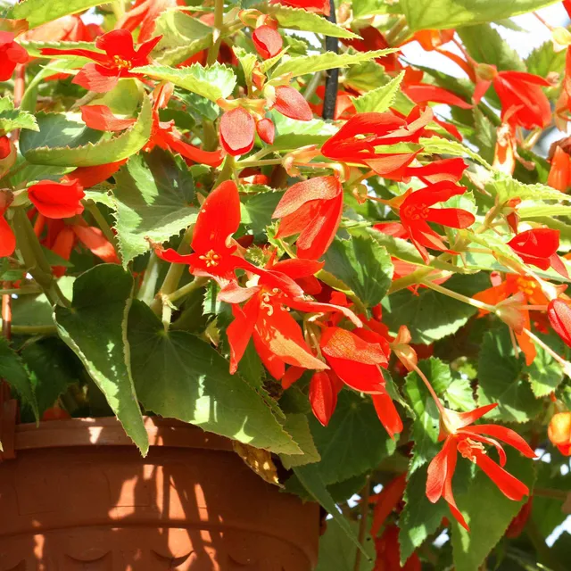 Bakker Tanaïs bégonia sachet 2 bulbes fleurs rouges