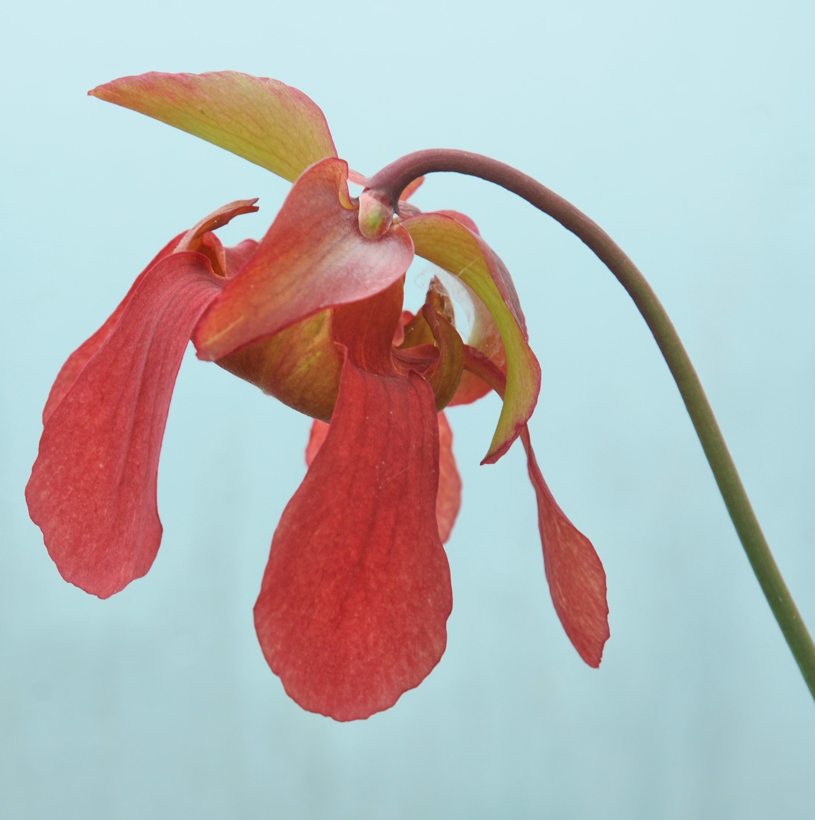 Carniflore Sarracenia flava x leucophylla plante carnivore rouge