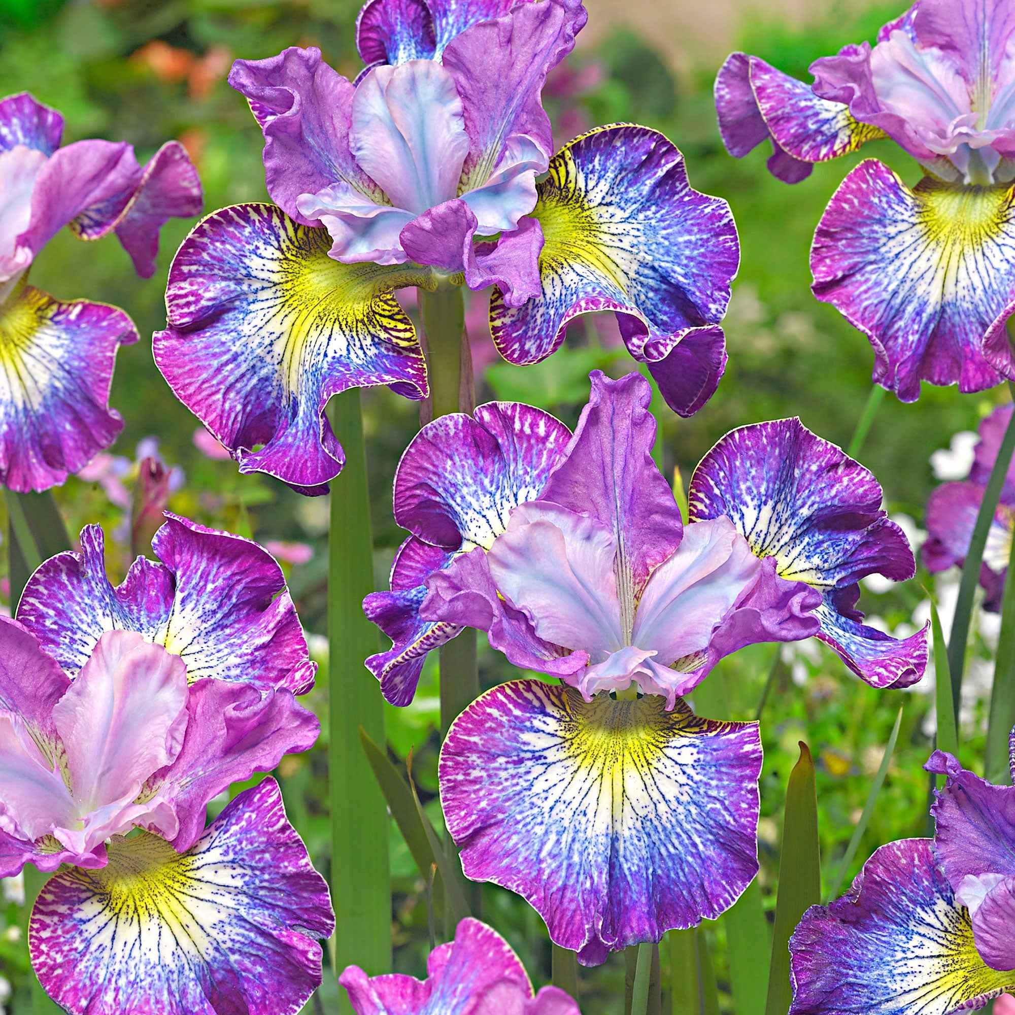 Bakker Iris Sibérie How Audacious paquet 3 bleu violet
