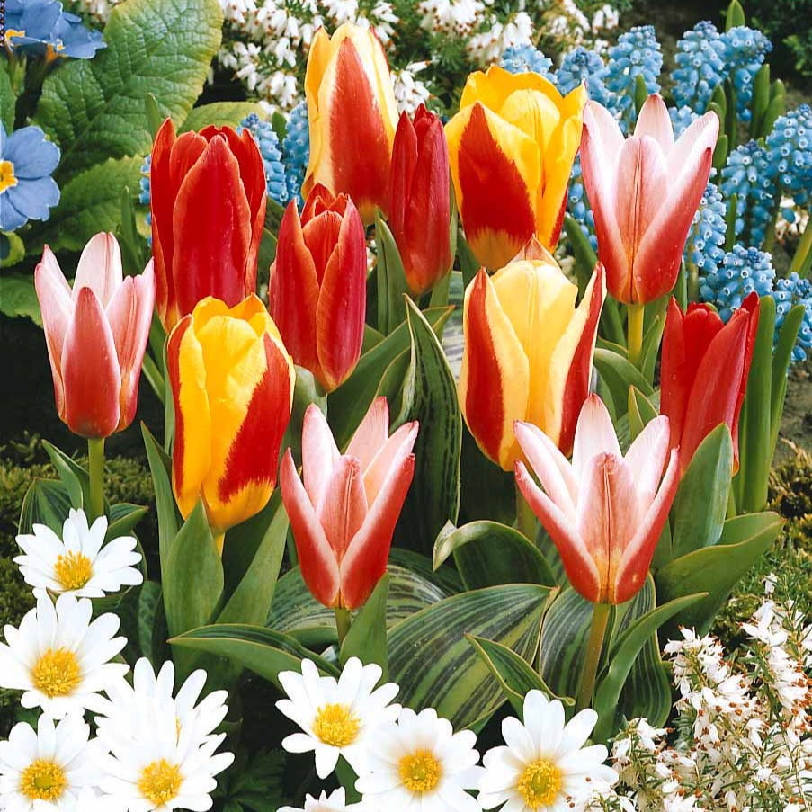 Bakker Collection 3 mois de 60 tulipes bulbes sachet 60