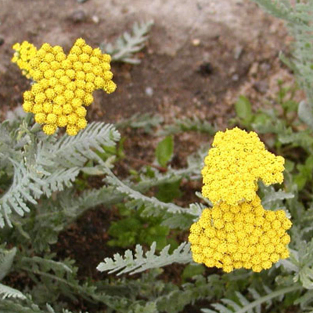 Bakker Achillée Little Moonshine plante vivace pot 8cm jaune