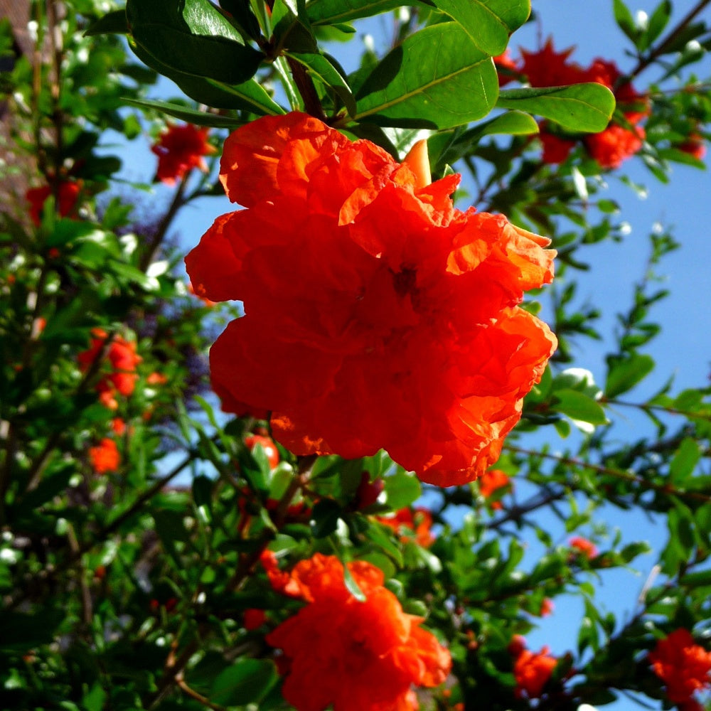 Bakker Grenadier à fleurs Nana arbuste pot 9cm floraison orange