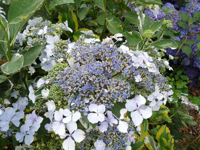 Les Hortensias du Haut Bois Lemon Wave hortensia panaché godet
