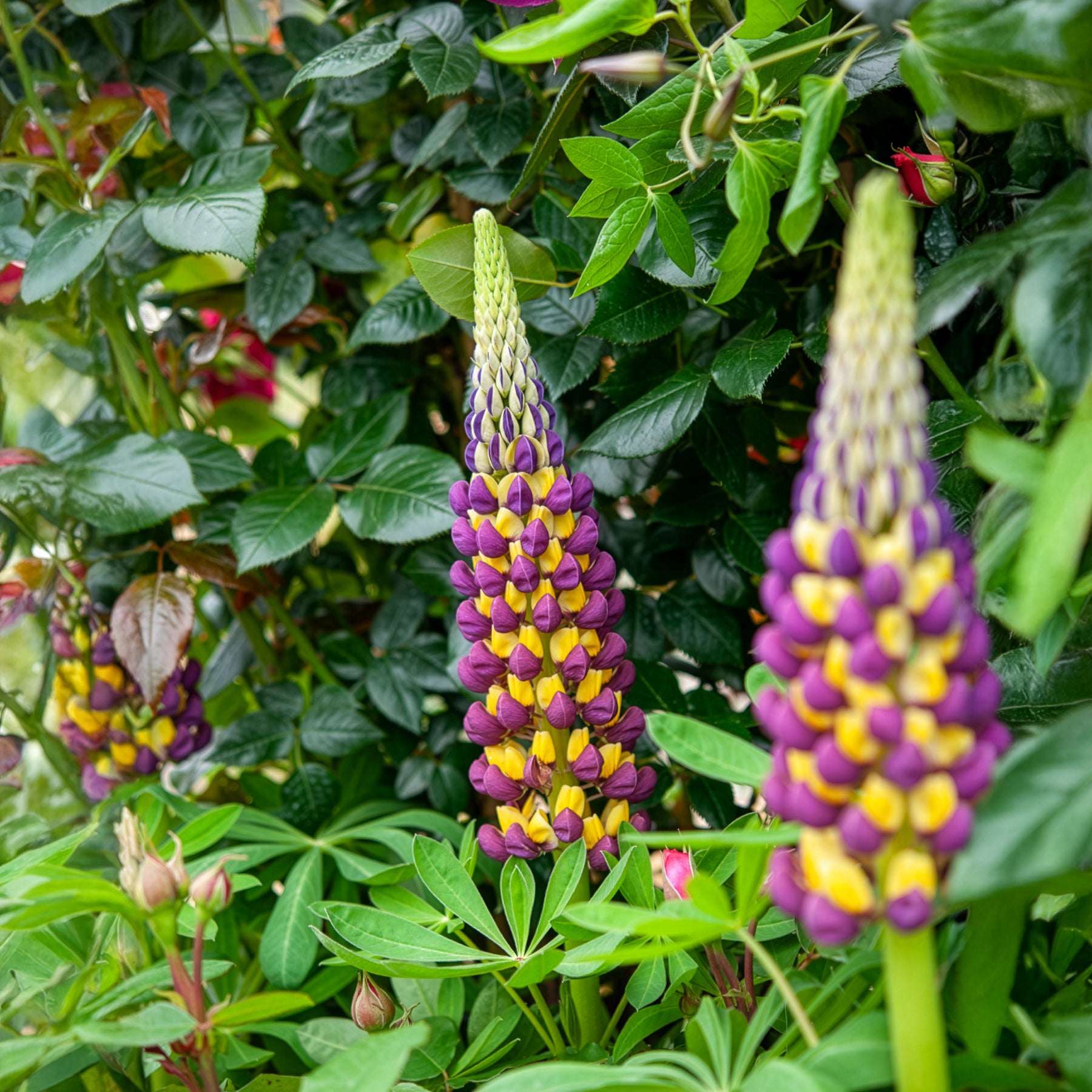 Bakker Lupin Manhattan Lights vivace bicolore pot 8cm