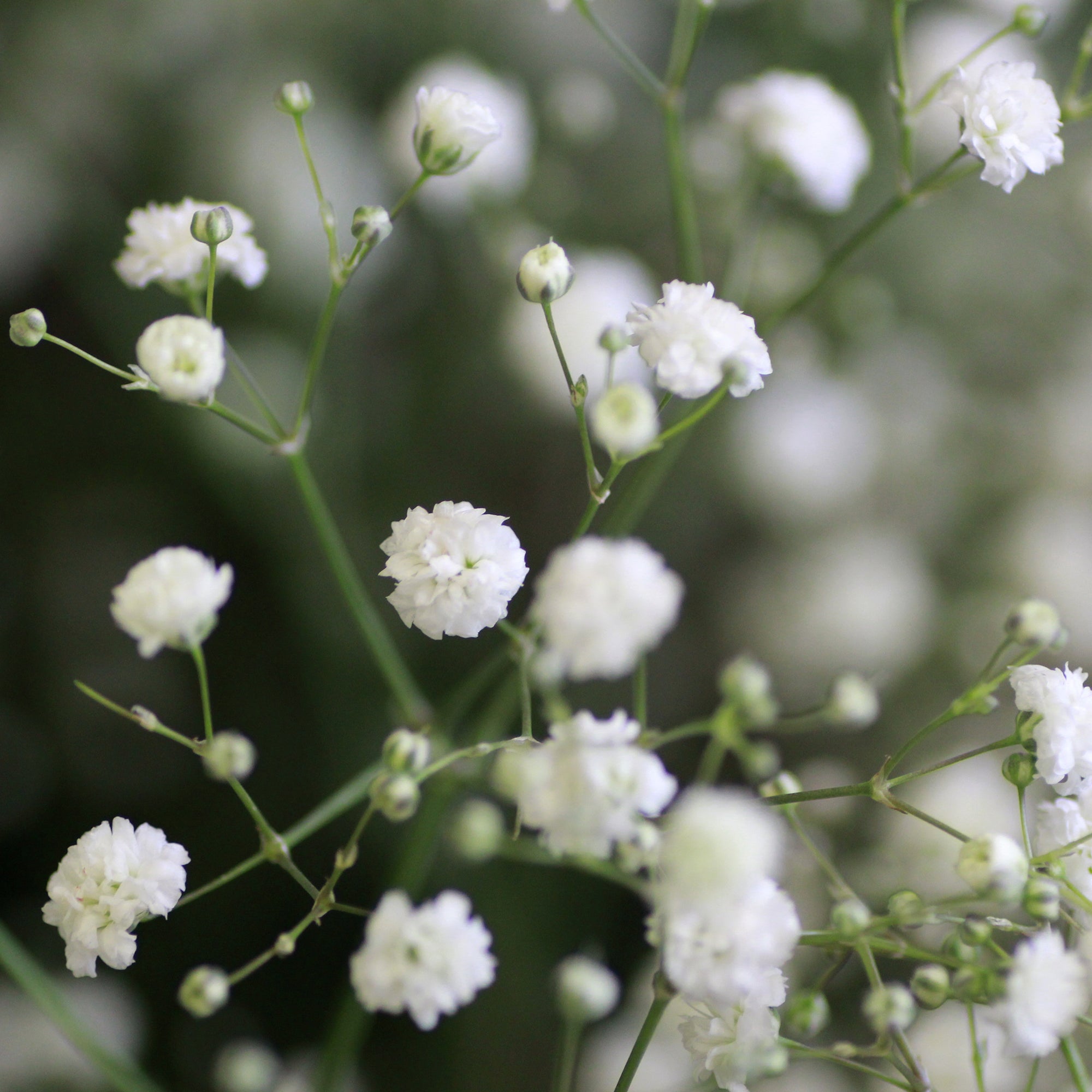Bakker Plantes vivaces Vivaces fleurs blanches plante lot 3 pots
