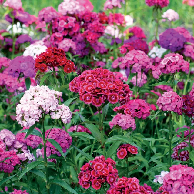 Bakker Œillet de poète en mélange graines sachet 1g fleurs à couper