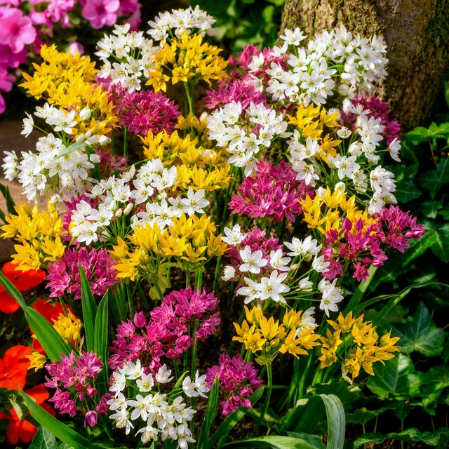 Bakker Alliums décoratifs bulbes sachet 25 mélange vivace
