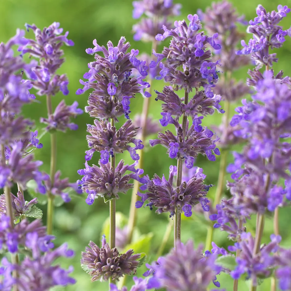 Bakker Nepeta Grog vivace pot 9cm fleurs violettes parfumées