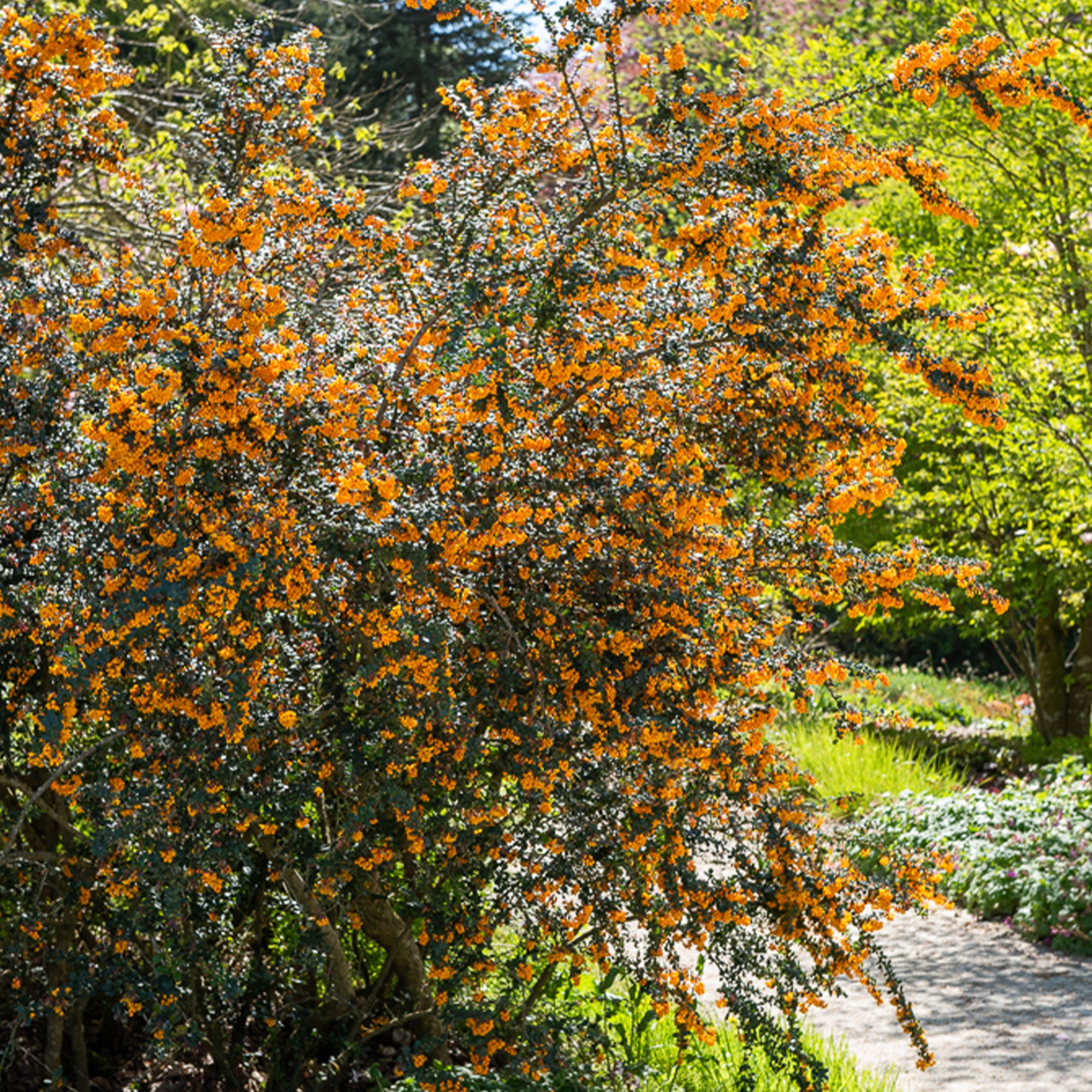 Bakker Épine-vinette Darwin Berberis arbuste pot 9cm