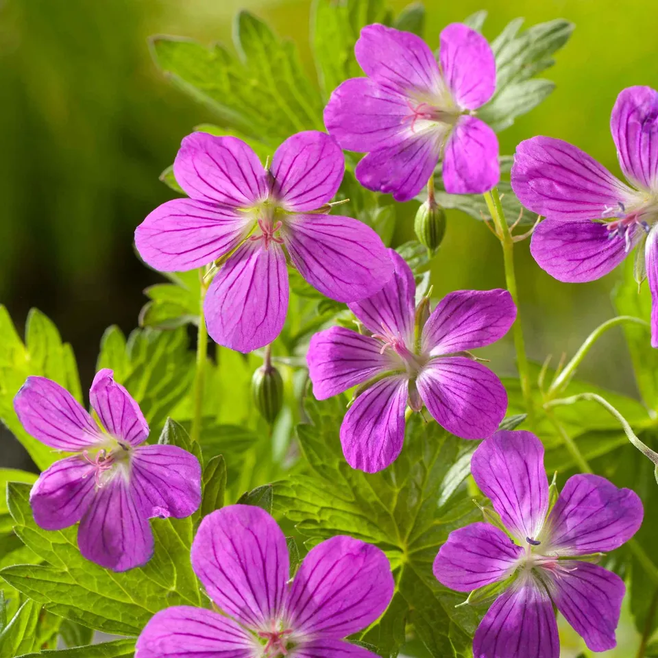 Bakker Géranium des marais plante vivace pot Ø 9cm violet