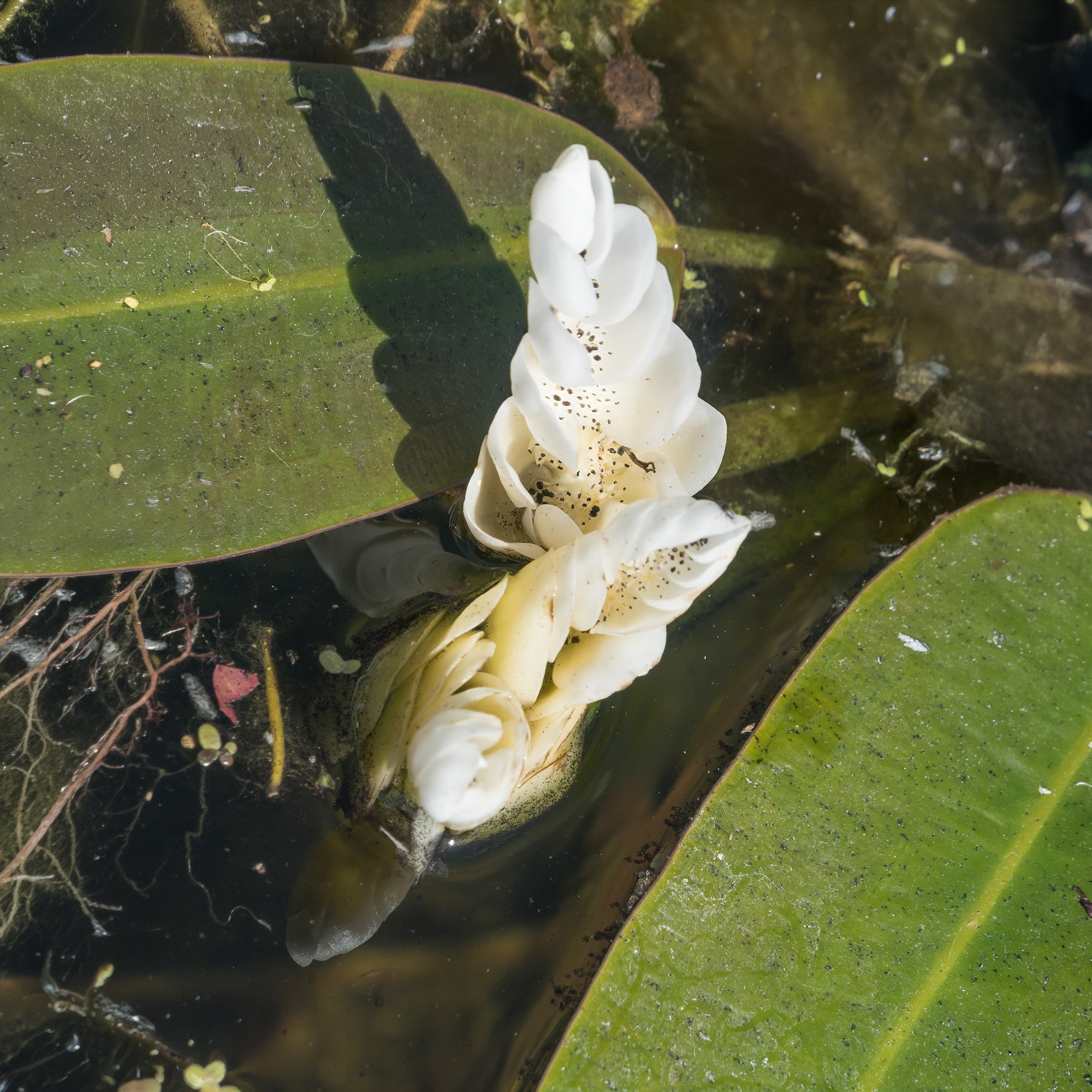 Bakker Vanille d'eau bassin pot 11cm fleur blanche parfumée