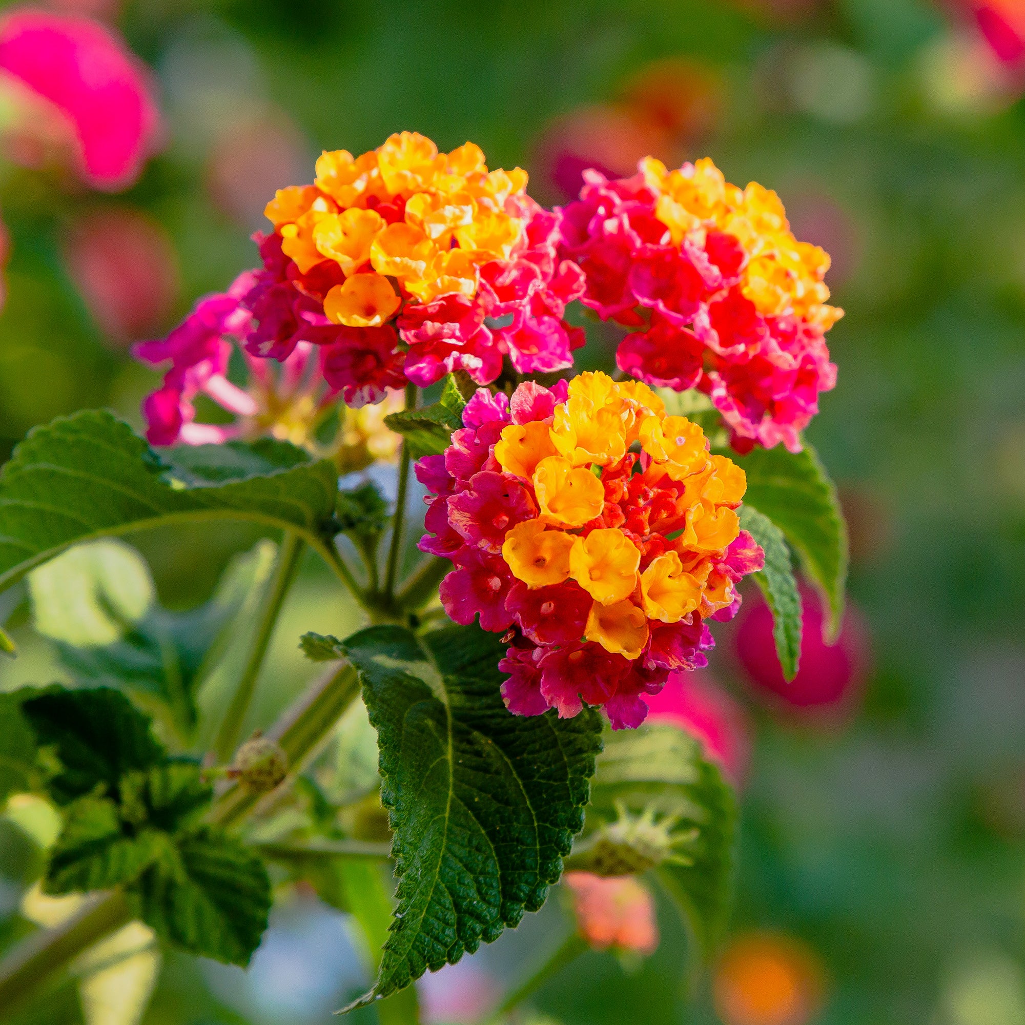 Bakker Lantana Passionfruit fleur terrasse 3 pots multicolore
