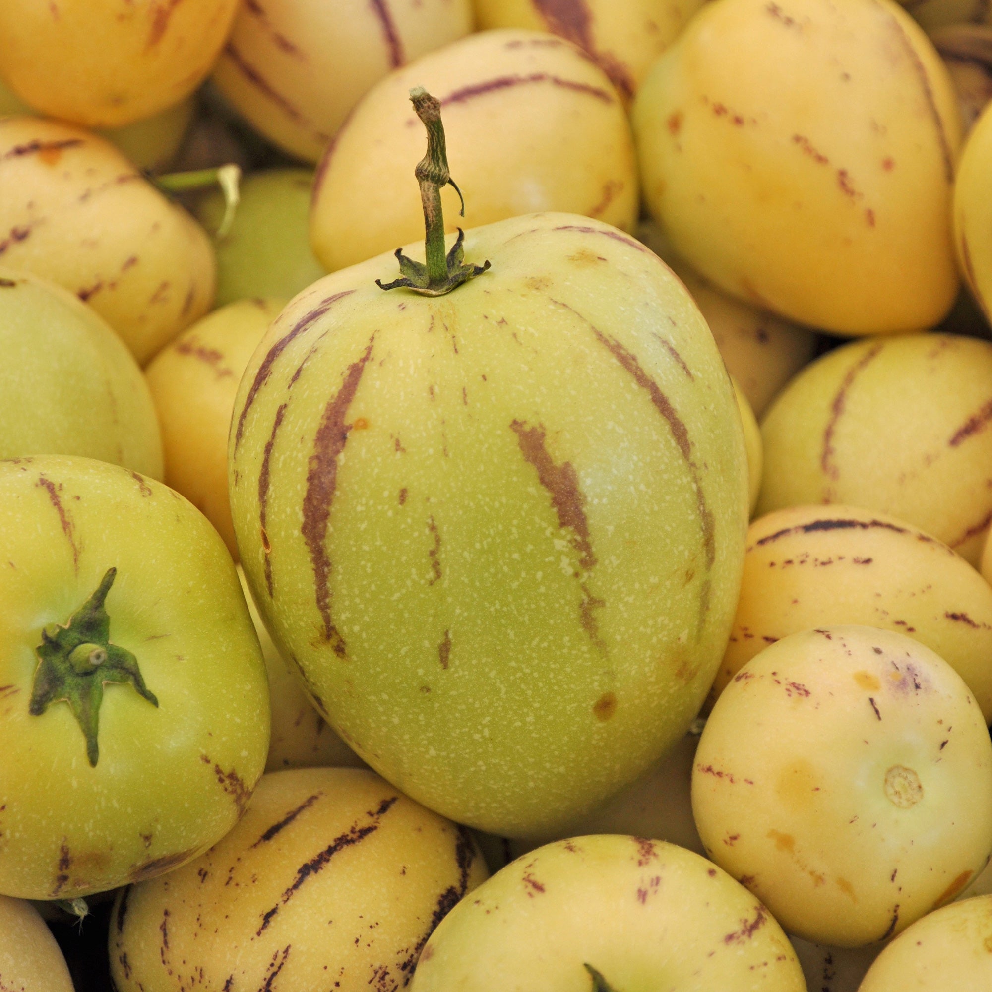 Bakker Poire-melon fruitier pot Ø10,5cm sucré