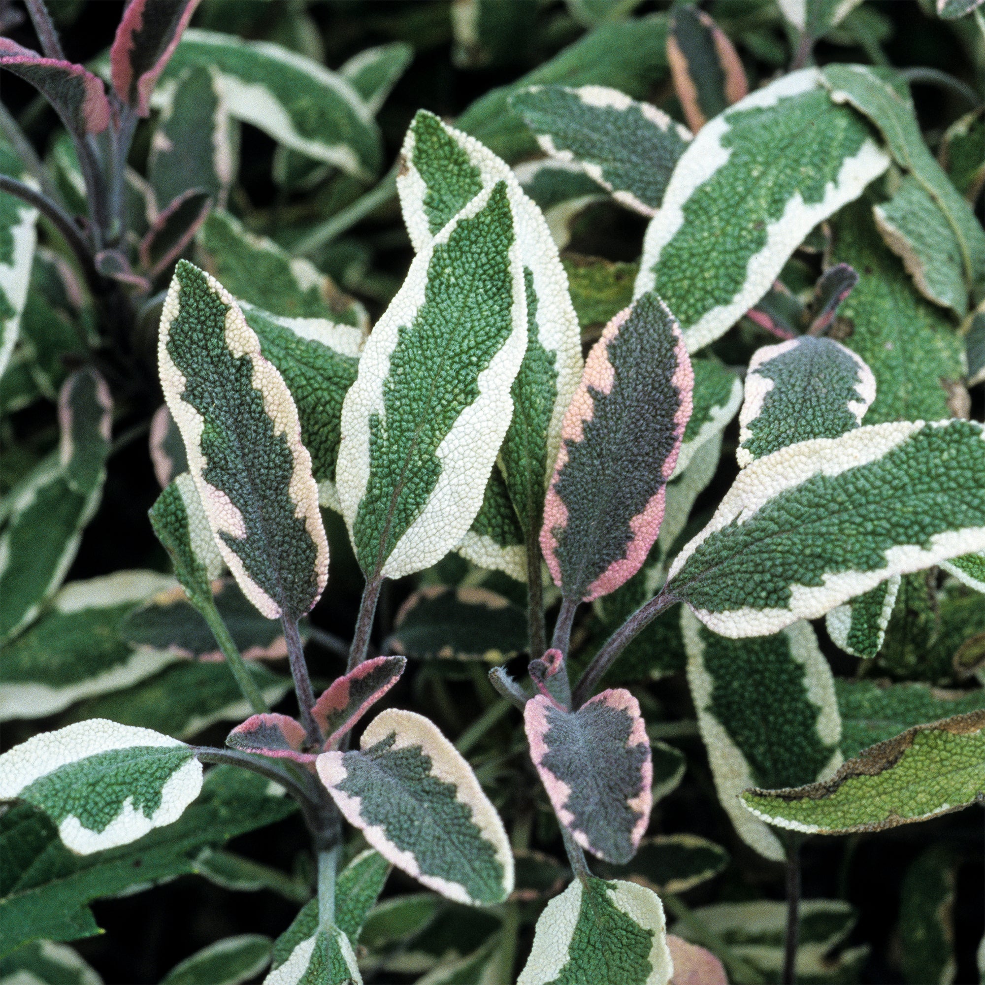 Bakker Sauge officinale Tricolor aromatique pot Ø9cm panaché