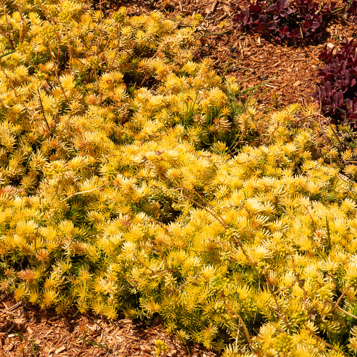 Bakker Angelina sedum des rochers plante pot 9cm doré