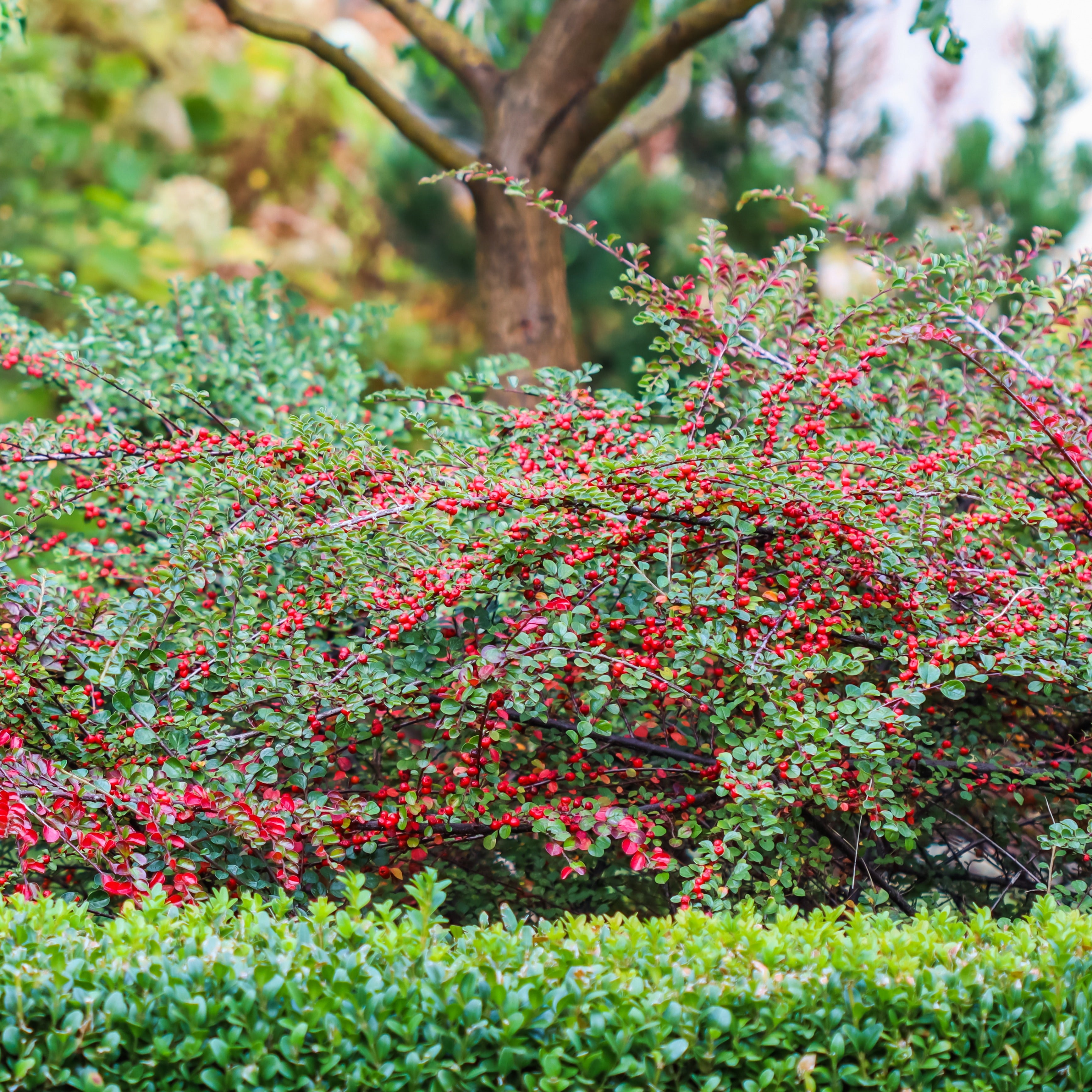 Bakker Cotoneaster rampant arbuste pot 1,5L 20-30cm