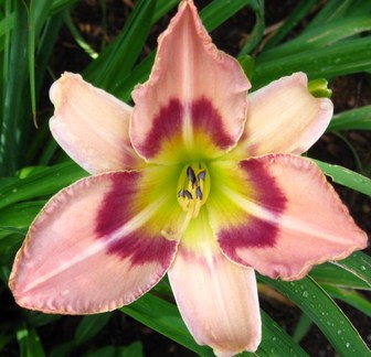 Passion Vivaces Hemerocallis Chicago Picotee Promise plante pot 1L rose