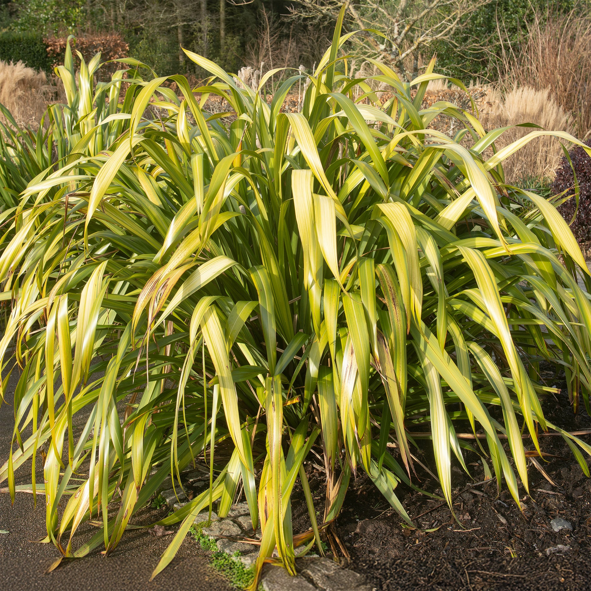 Bakker Phormium Yellow Wave lin de Nouvelle-Zélande godet Ø 9cm
