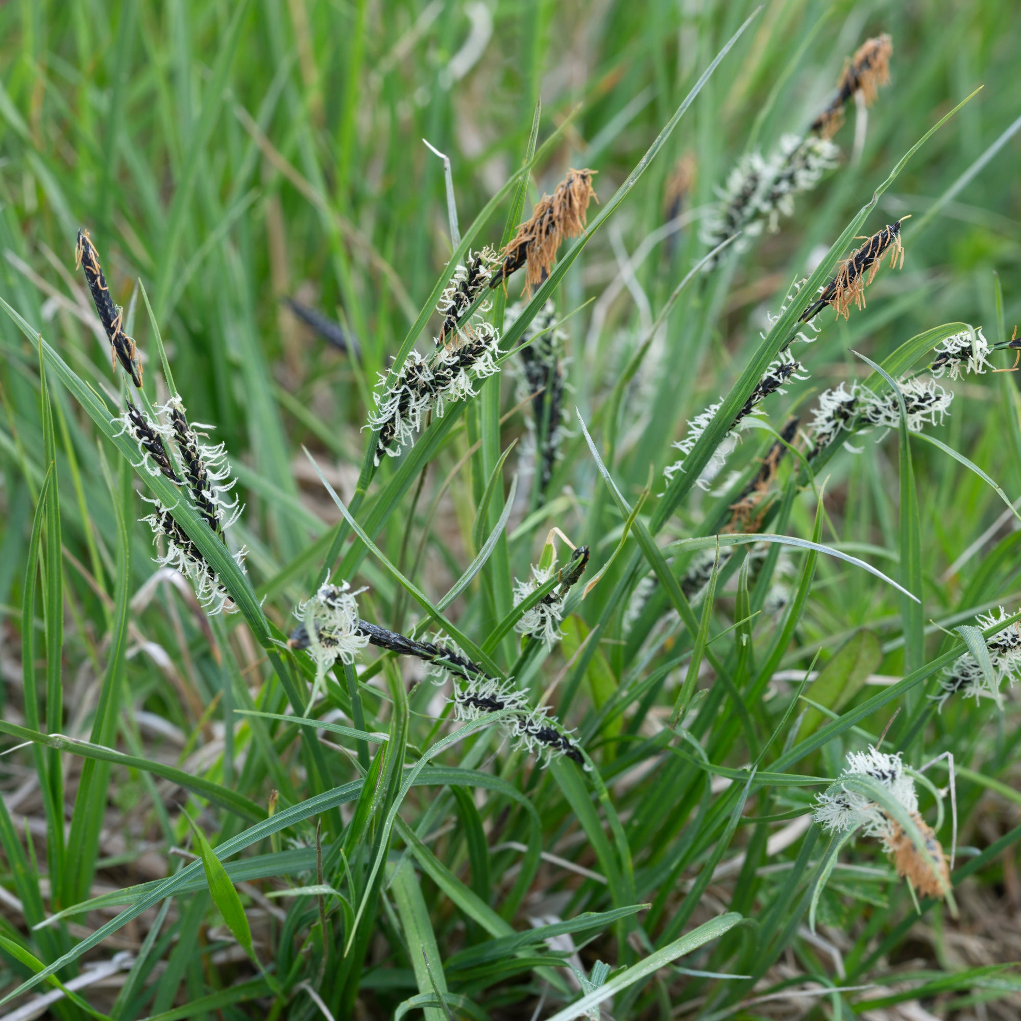 Bakker Carex montana laîche graminée pot 8cm