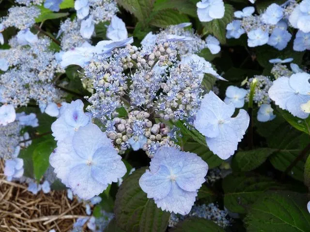 Veerle Hydrangea serrata hortensia de montagne rustique