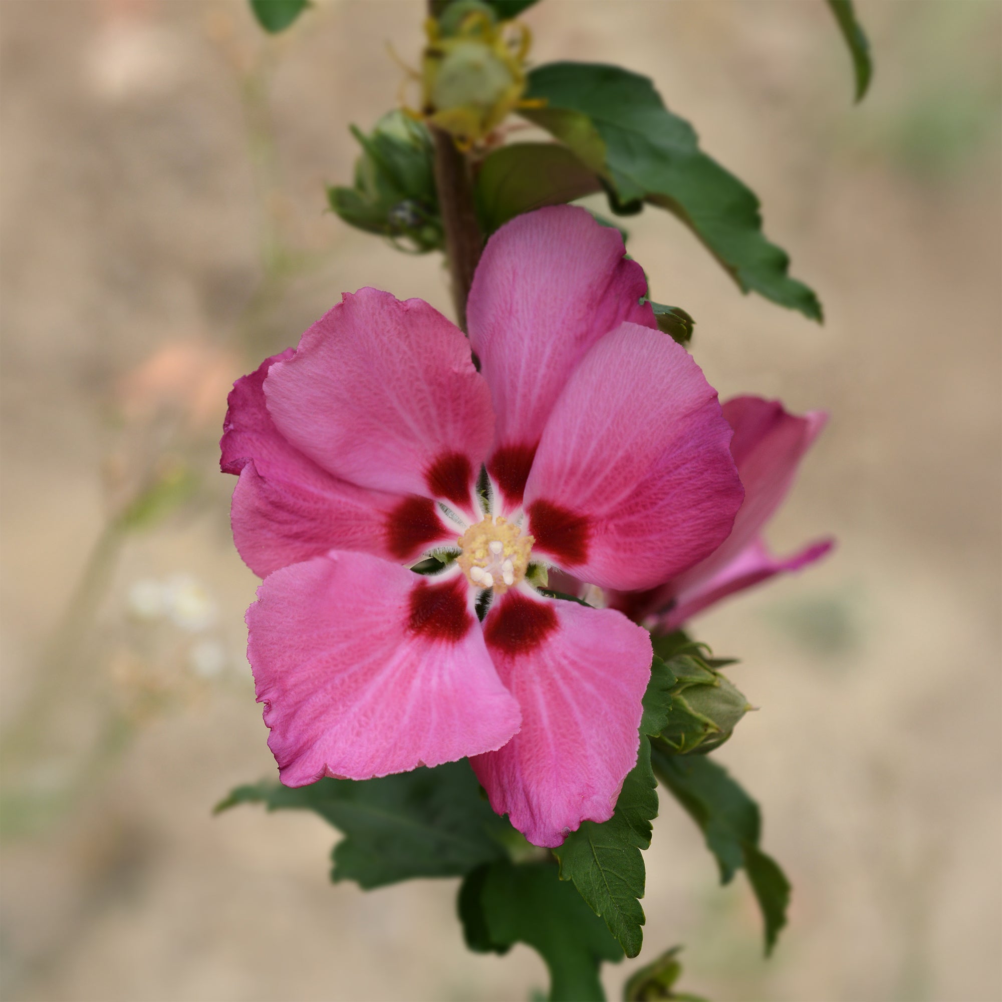 Bakker Hibiscus Woodbridge arbuste pot 2L 25-30cm rose