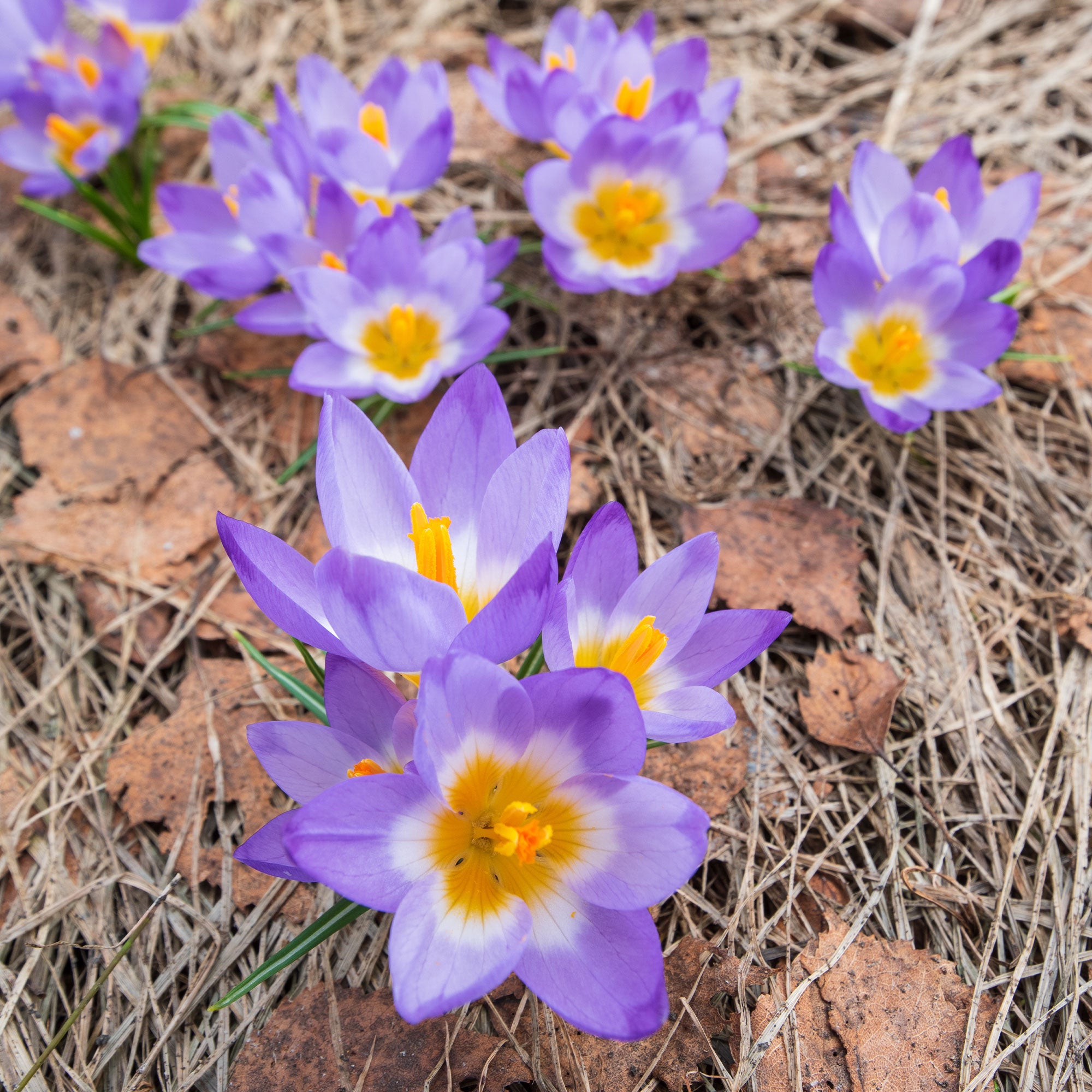 Bakker Bulbes Crocus Tricolor bulbes fleurs sachet 10 tricolore