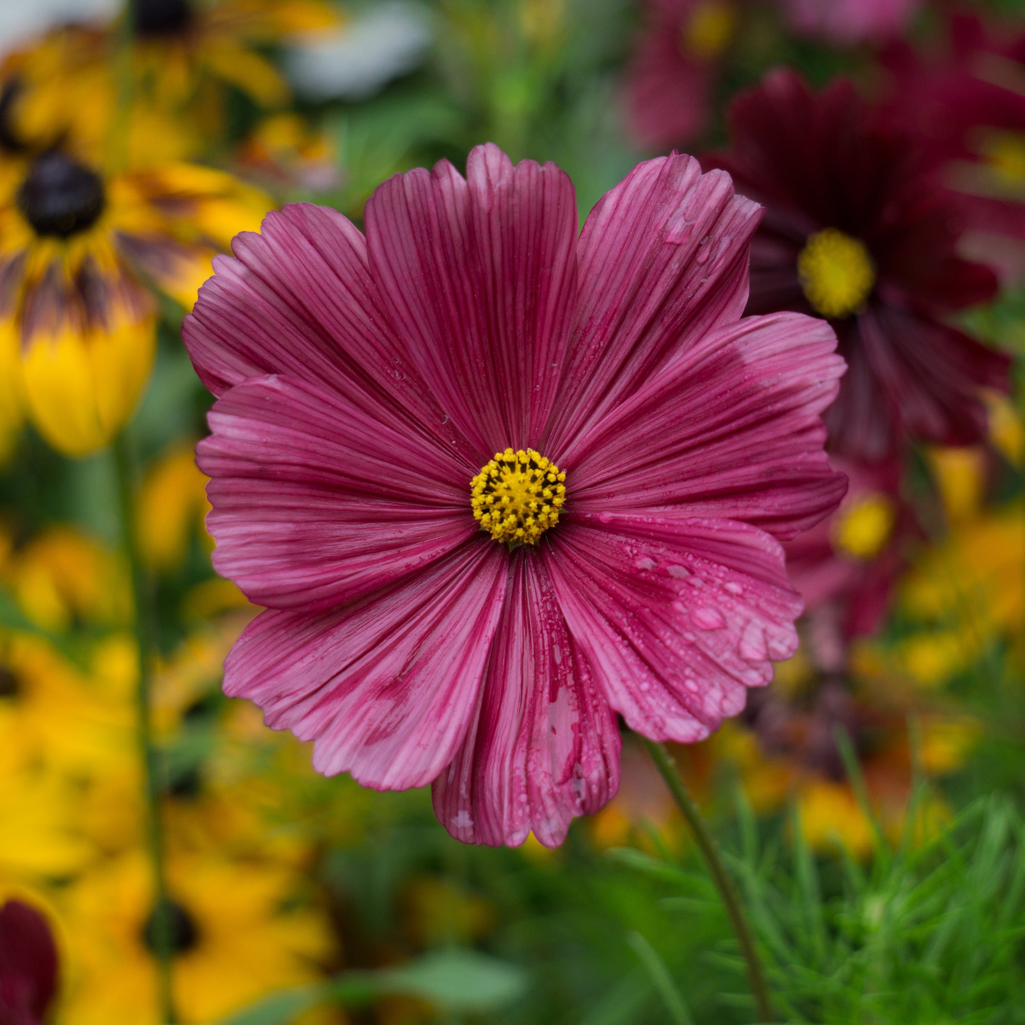 Bakker Cosmos rose fleur annuelle pot Ø 10,5 cm