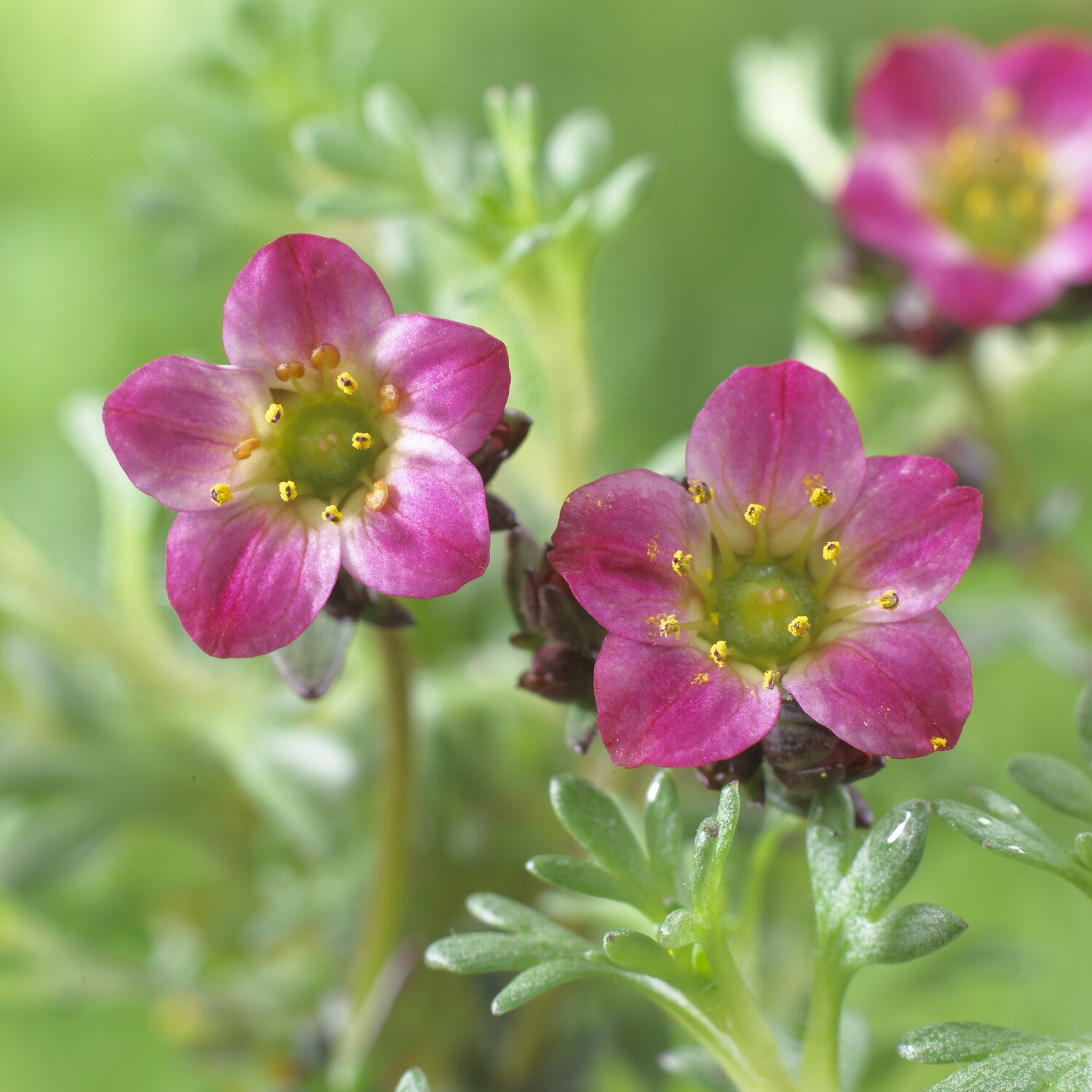 Bakker Saxifrage Peter Pan vivace pot Ø9cm fleurs fuchsia