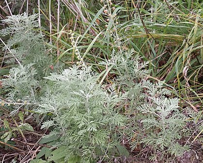 Passion Vivaces ARTEMISIA pontica armoise pot 1 litre aromatique