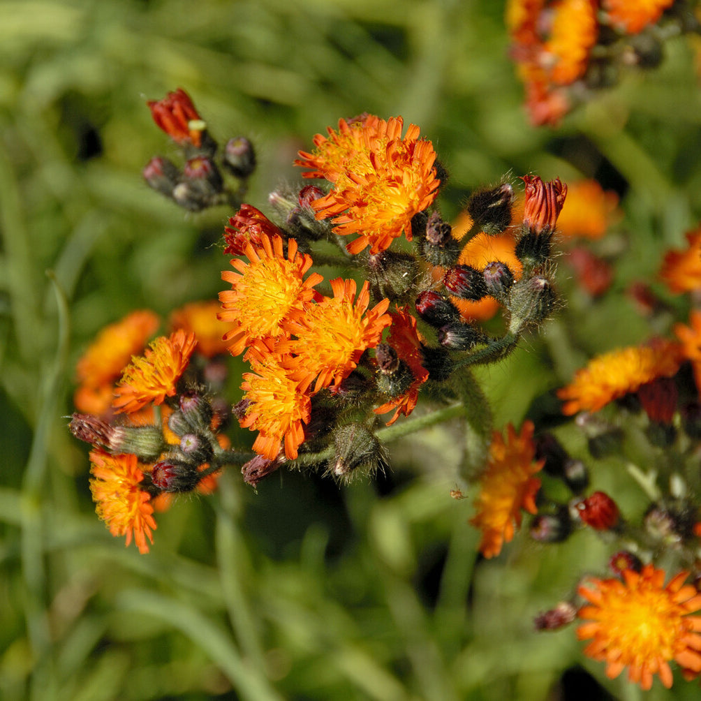Bakker Épervière orangée vivace pot Ø9 cm fleur orange