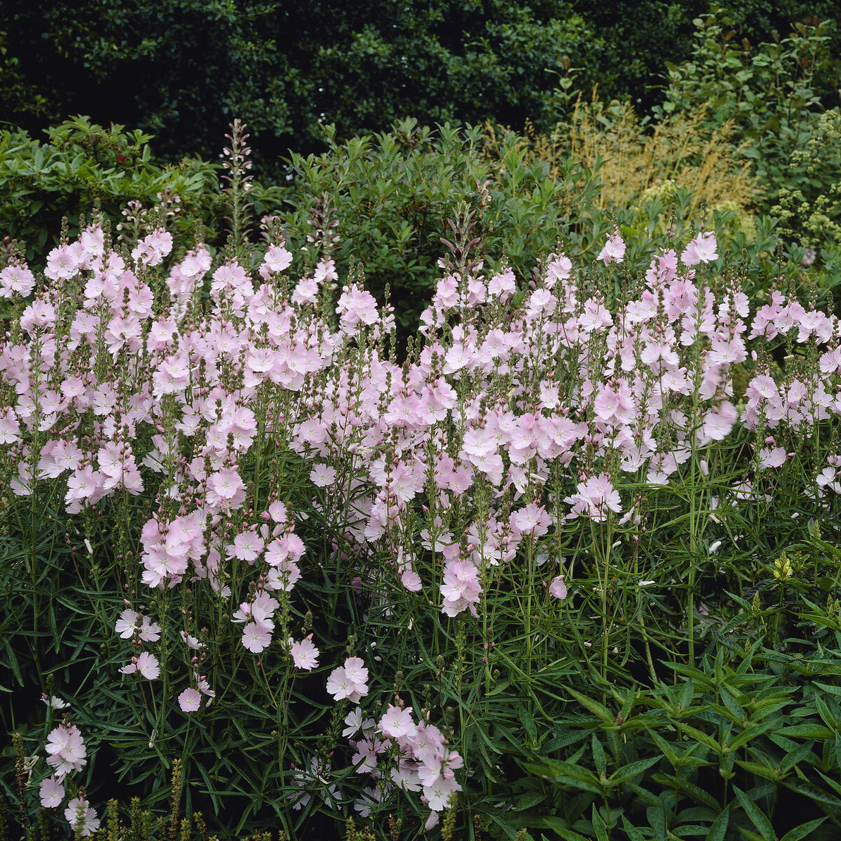 Bakker Sidalcea Elsie Heugh vivace pot 9cm rose