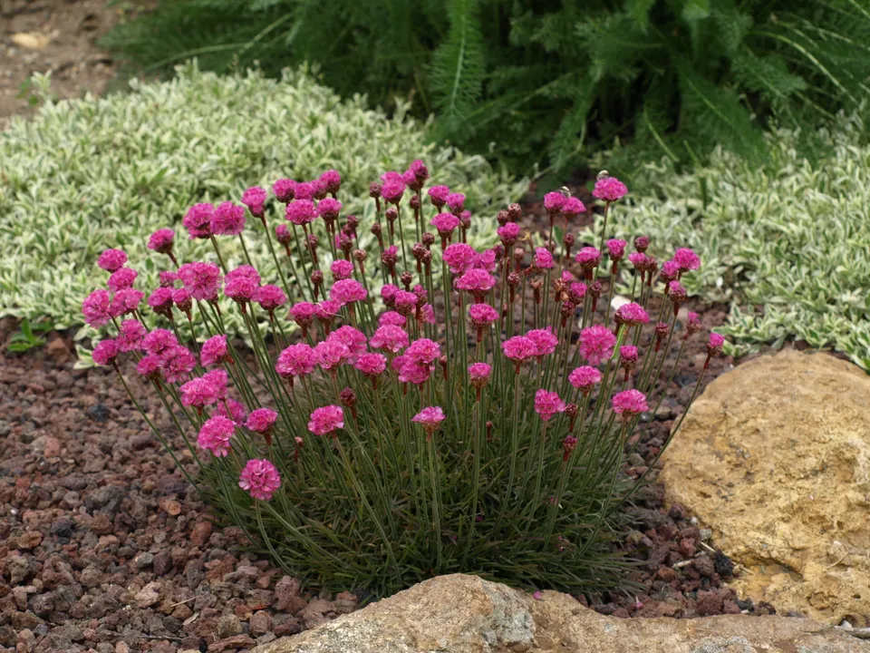 Passion Vivaces Armeria Vesuvius plante vivace godet rose
